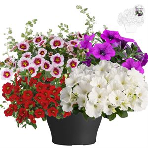 Afbeelding van TP26 Patio Mix 6